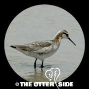 Wilson's Phalarope