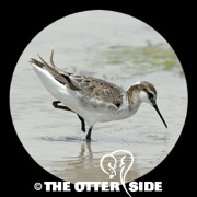 Wilson's Phalarope