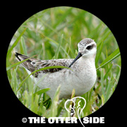 Wilson's Phalarope