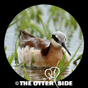 Wilson's Phalarope