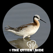Wilson's Phalarope