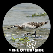 Wilson's Phalarope