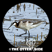 Wilson's Phalarope