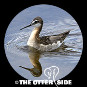 Wilson's Phalarope