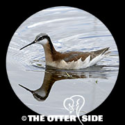 Wilson's Phalarope