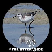 Wilson's Phalarope