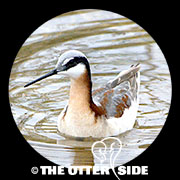 Wilson's Phalarope