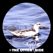 Red Phalarope