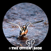 Red Phalarope