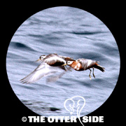 Red Phalarope