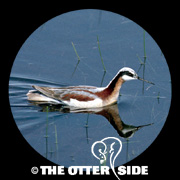 Wilson's Phalarope