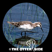 Wilson's Phalarope
