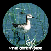 Wilson's Phalarope