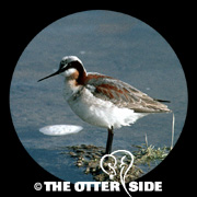 Wilson's Phalarope
