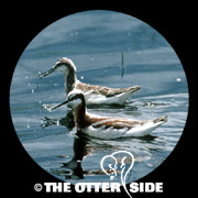 Wilson's Phalarope