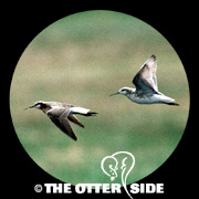 Wilson's Phalarope
