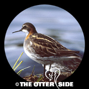 Red-necked Phalarope
