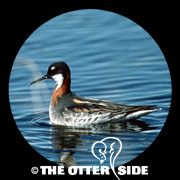 Red-necked Phalarope