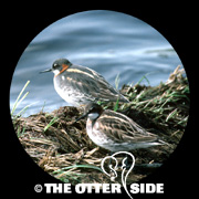 Red-necked Phalarope