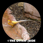 Golden Pheasant