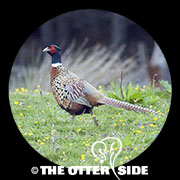 Ring-necked Pheasant