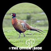 Ring-necked Pheasant