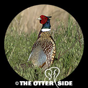 Ring-necked Pheasant
