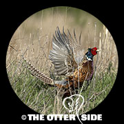 Ring-necked Pheasant