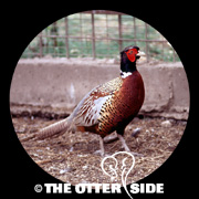 Ring-necked Pheasant