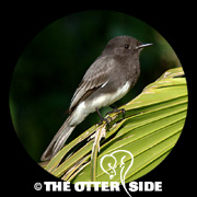 Black Phoebe