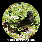 Black Phoebe
