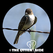 Eastern Phoebe
