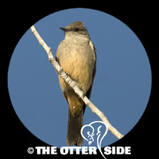 Say's Phoebe
