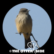 Say's Phoebe