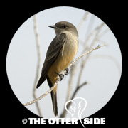 Say's Phoebe