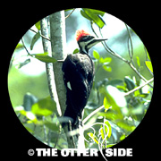 Pileated Woodpecker