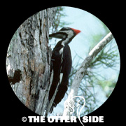 Pileated Woodpecker