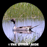 Northern Pintail