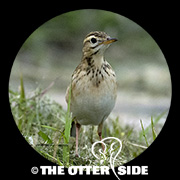 Richard's Pipit