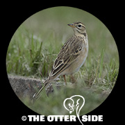 Richard's Pipit