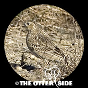 Sprague's Pipit
