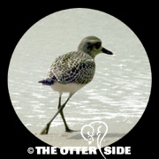 Black-bellied Plover