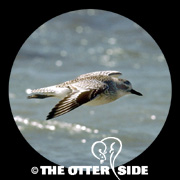Black-bellied Plover