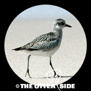 Black-bellied Plover
