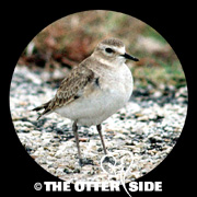 Mountain Plover