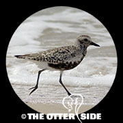 Black-bellied Plover