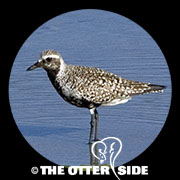 Black-bellied Plover