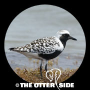 Black-bellied Plover