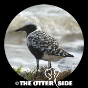 Black-bellied Plover