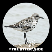 Black-bellied Plover